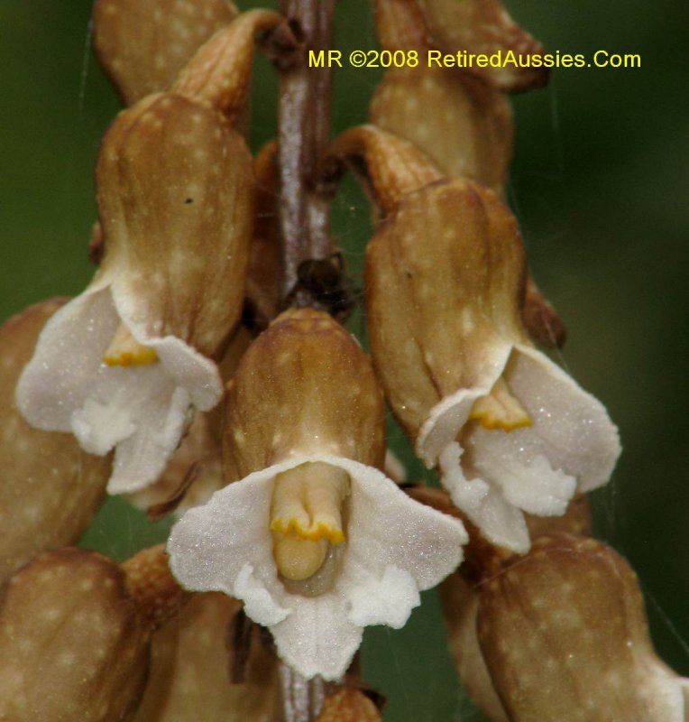 Орхидея Gastrodia agnicellus