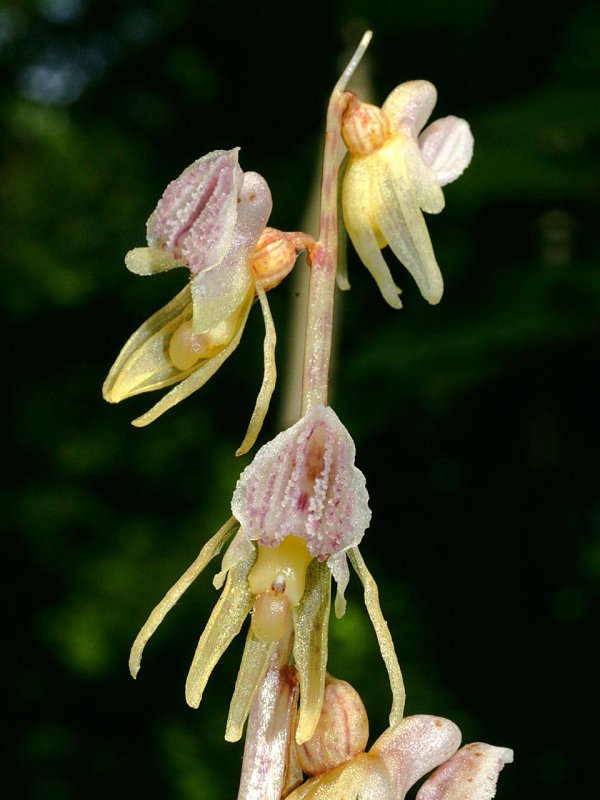 Подъельник одноцветковый (Monotropa uniflora)