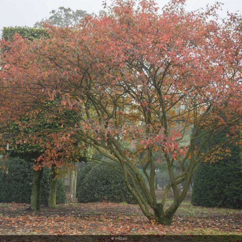 Ирга Ламарка (Amelanchier lamarckii)