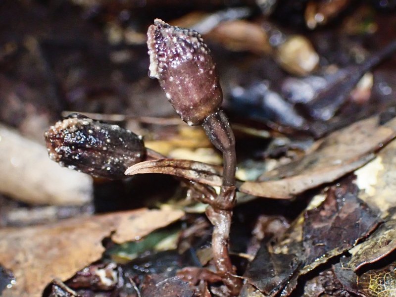 Gastrodia kuroshimensis