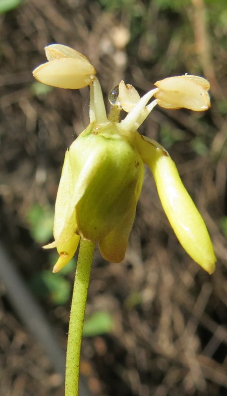 Безлистная Орхидея Gastrodia agnicellus
