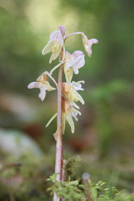 Безлистная Орхидея Gastrodia agnicellus