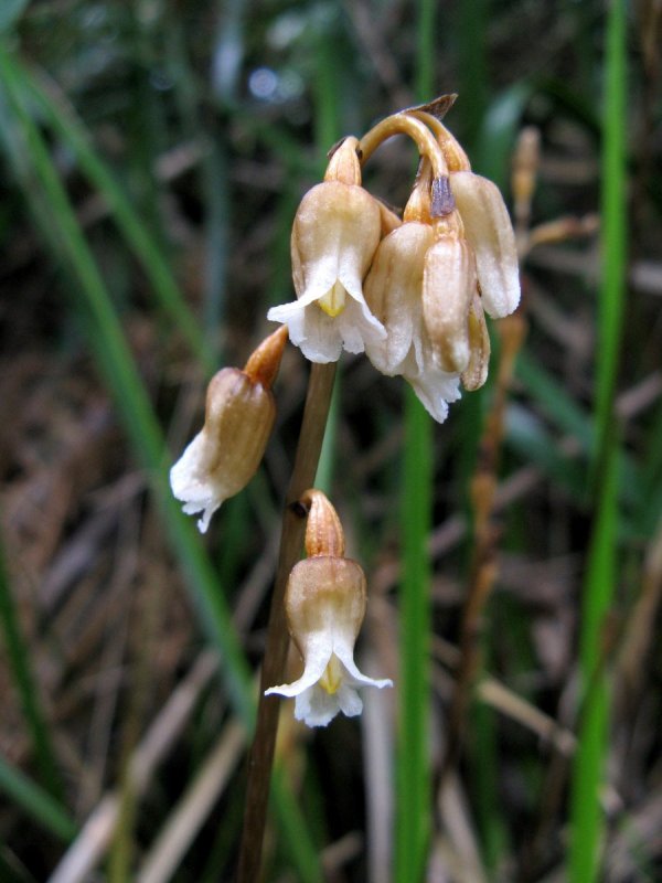 Gastrodia Minor