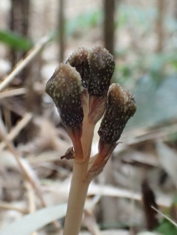 Epipogium aphyllum