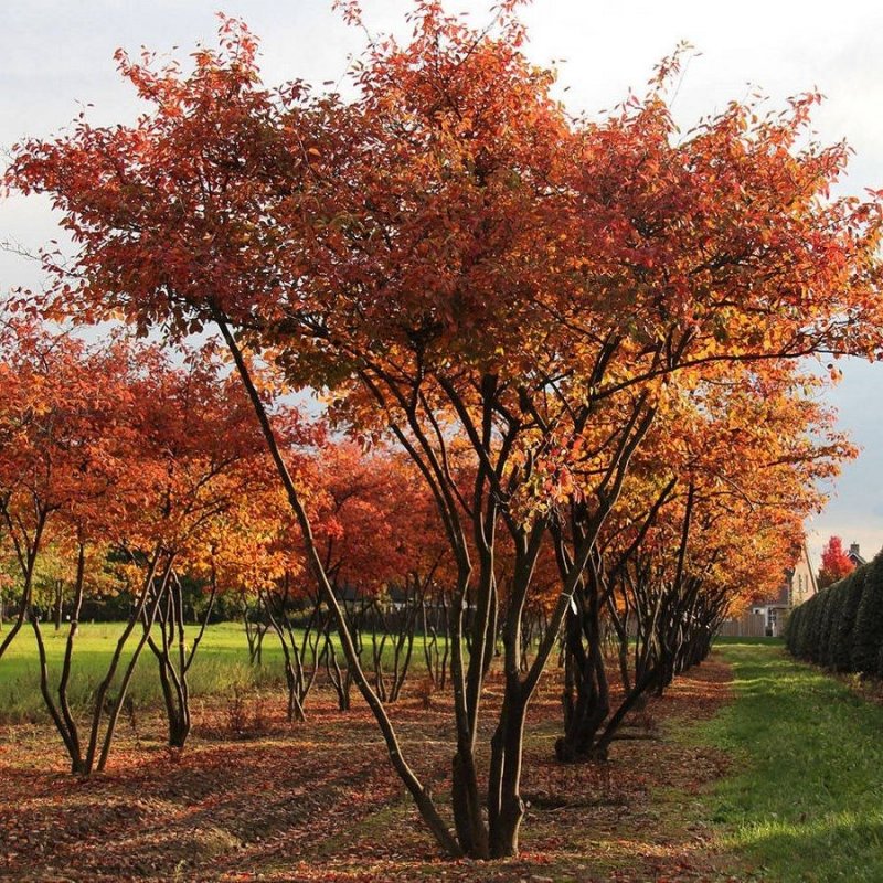 Ирга канадская (Amelanchier canadensis)