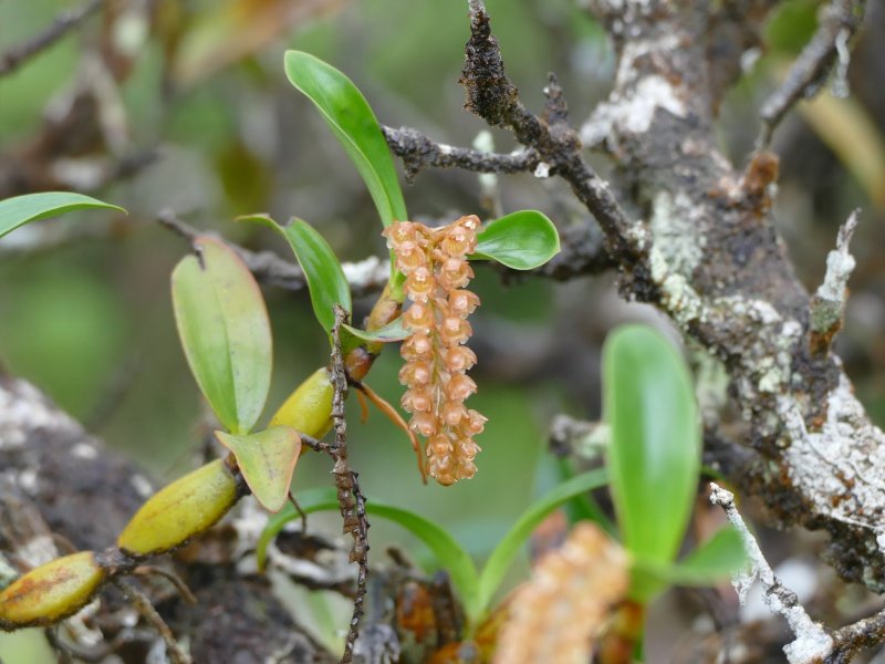 Безлистная Орхидея Gastrodia agnicellus