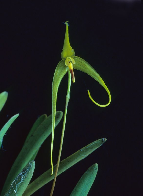 Орхидея Gastrodia agnicellus