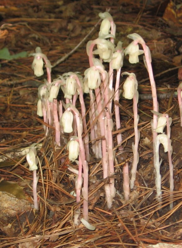 Gastrodia pubilabiata