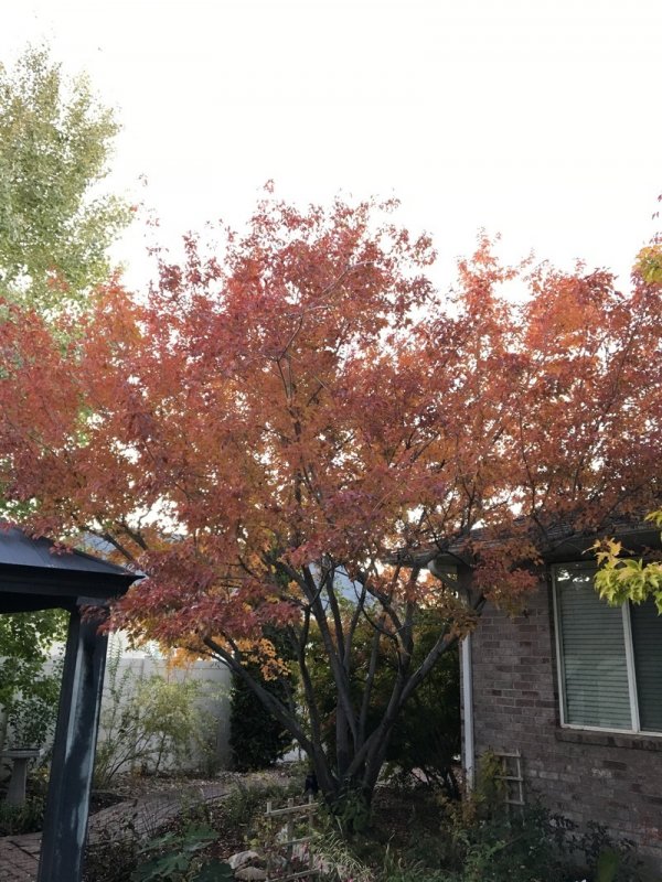 Клен Acer ginnala 'Flame'
