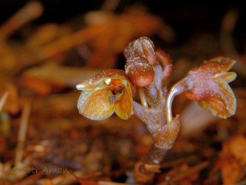 Gastrodia pubilabiata