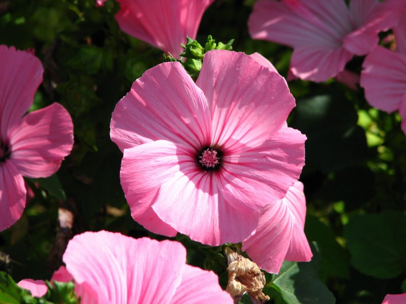 Lavatera trimestris
