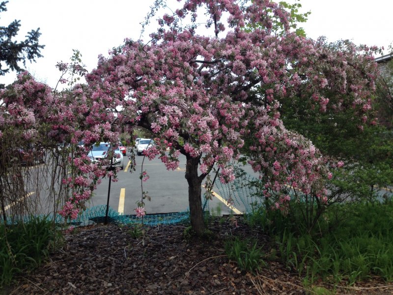 Malus Royal Beauty яблоня