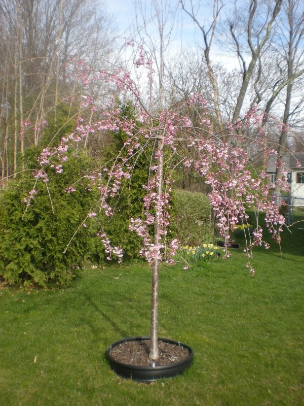 Яблоня Сахалинская pendula