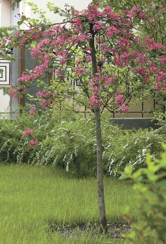 Malus 'Cheal's Weeping'