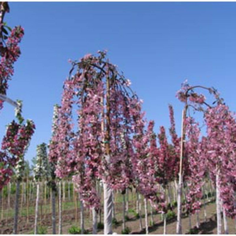 Яблоня "Роял Бьюти" (Malus 'Royal Beauty')
