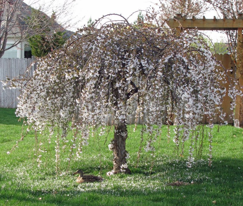 Яблоня Сибирская Malus baccata