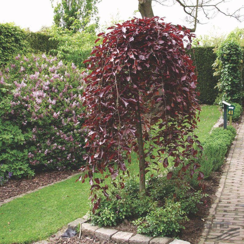 Malus 'Cheal's Weeping'
