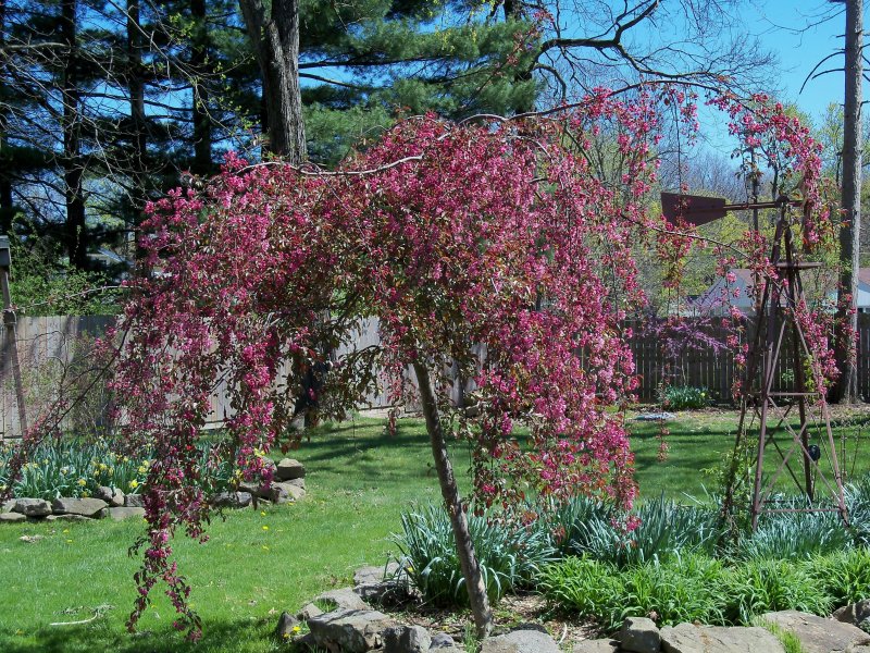 Malus 'Cheal's Weeping'