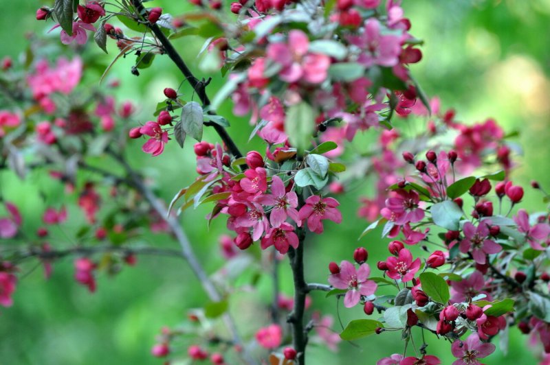 Prunus subhirtella