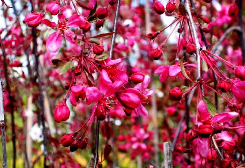 Яблоня "Роял Бьюти" (Malus 'Royal Beauty')