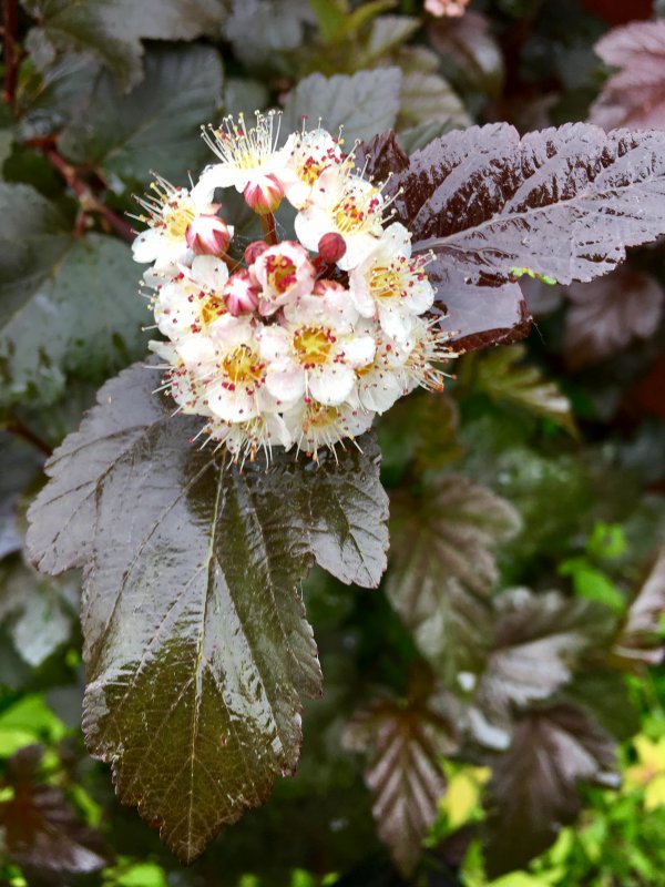 Physocarpus opulifolius 'Nana'