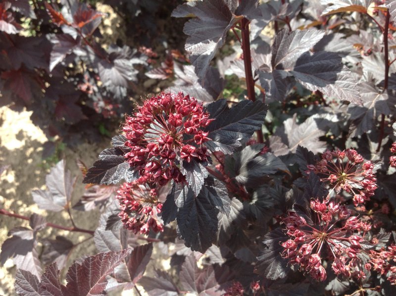 Physocarpus opulifolius Diabolo