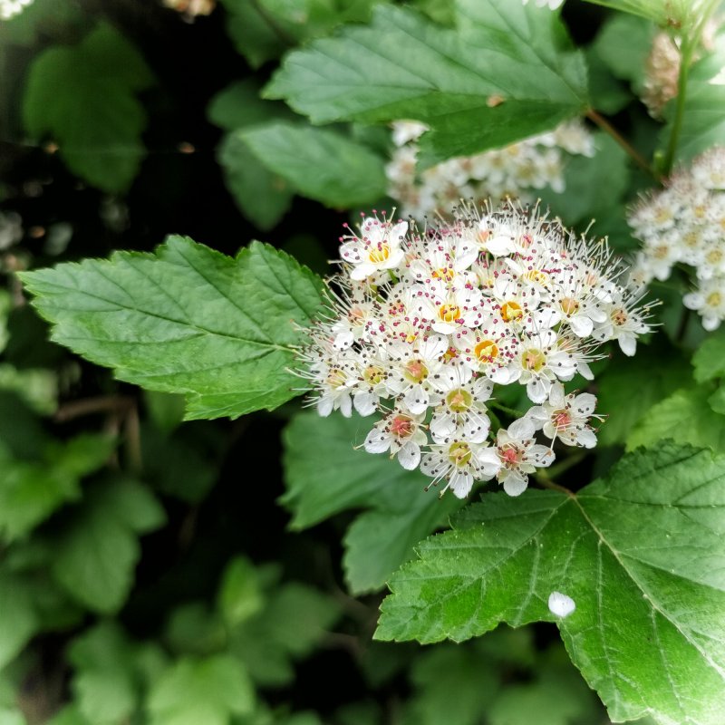 Пузыреплодник калинолистный Amber Jubilee