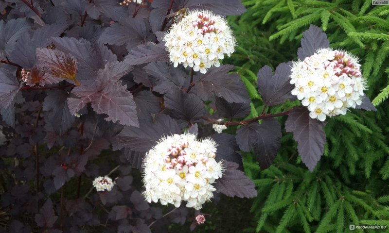 Пузыреплодник калинолистный Physocarpus opulifolius "Andre"
