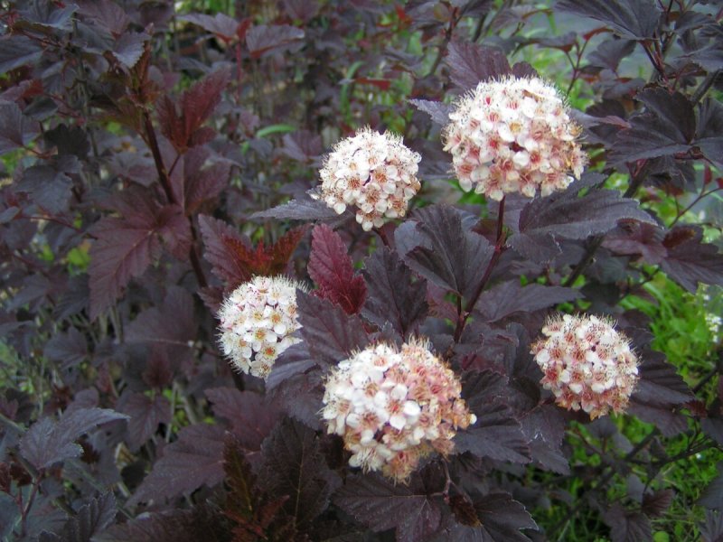 Пузыреплодник калинолистный (Physocarpus opulifolius little Joker) p9