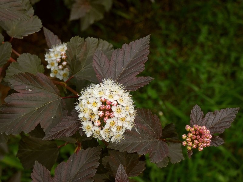 Пузыреплодник калинолистный (Physocarpus opulifolius `Schuch`)