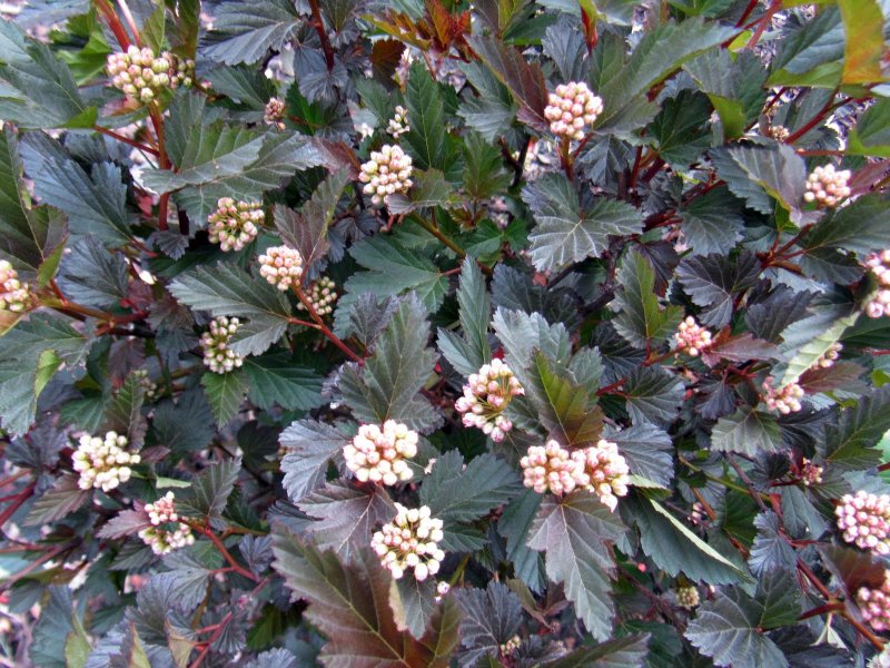 Пузыреплодник калинолистный диабло Physocarpus opulifolius Diabolo