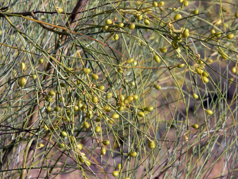 Метельник ситниковый (Spartium junceum)