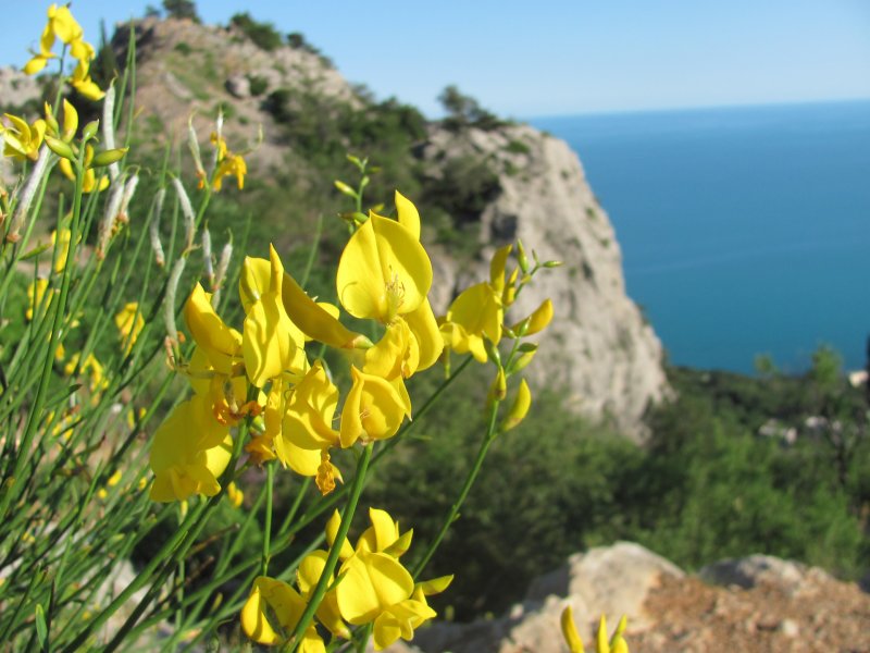 Крымский испанский Дрок