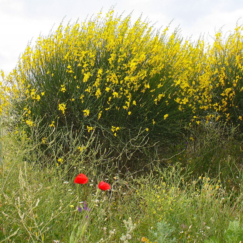 Spanish Broom