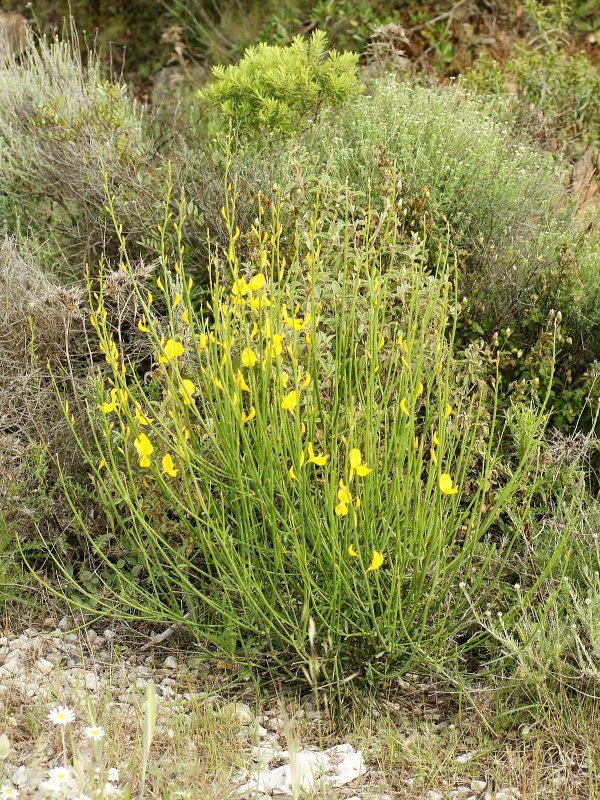 Дрок (Genista)