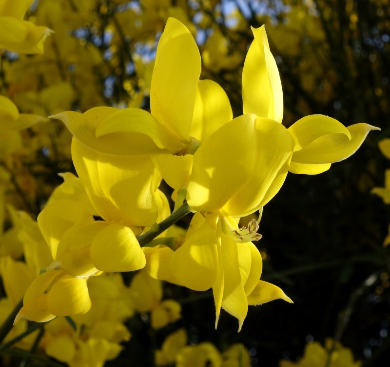 Дрок (Genista)