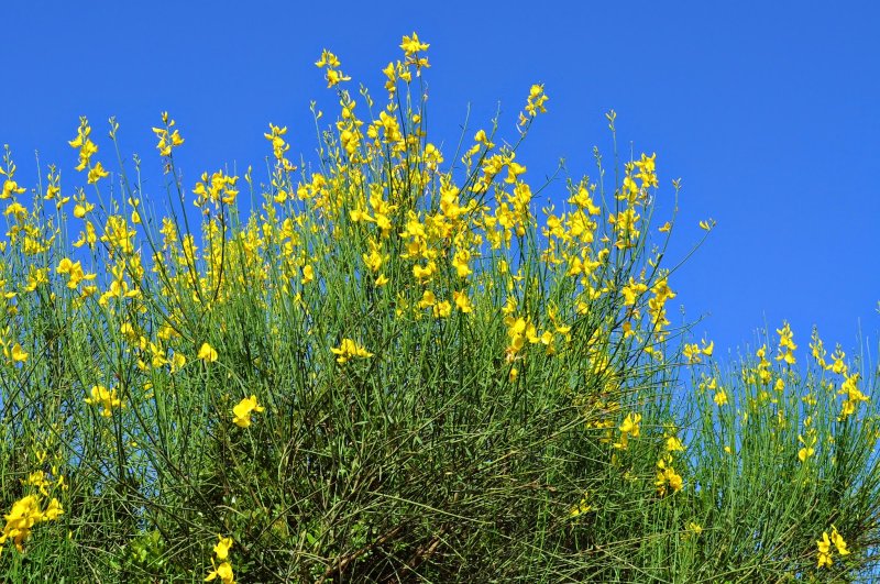 Дрок красильный (Genista tinctoria)