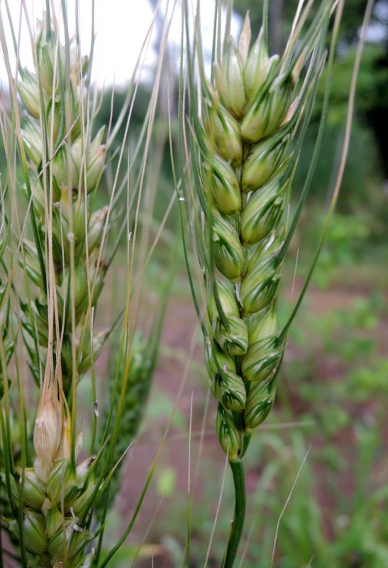 Пшеница мягкая (Triticum aestivum)