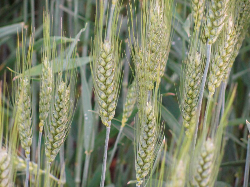 Пшеница твёрдая Triticum durum