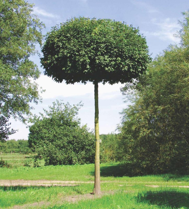 Клен 'globosum' осенью