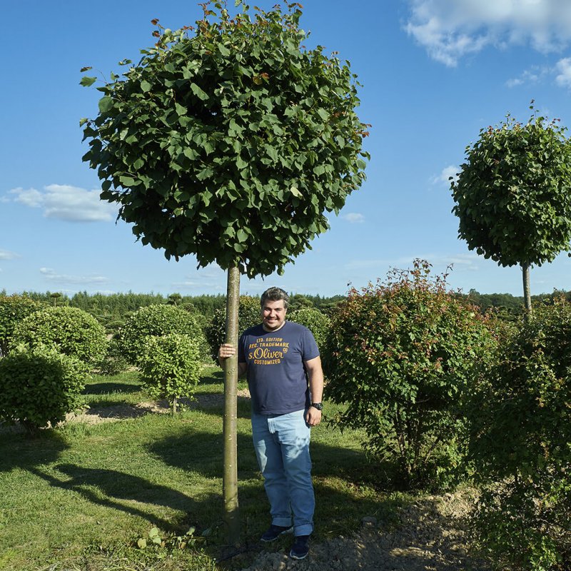 Клен остролистный (Acer platanoides)