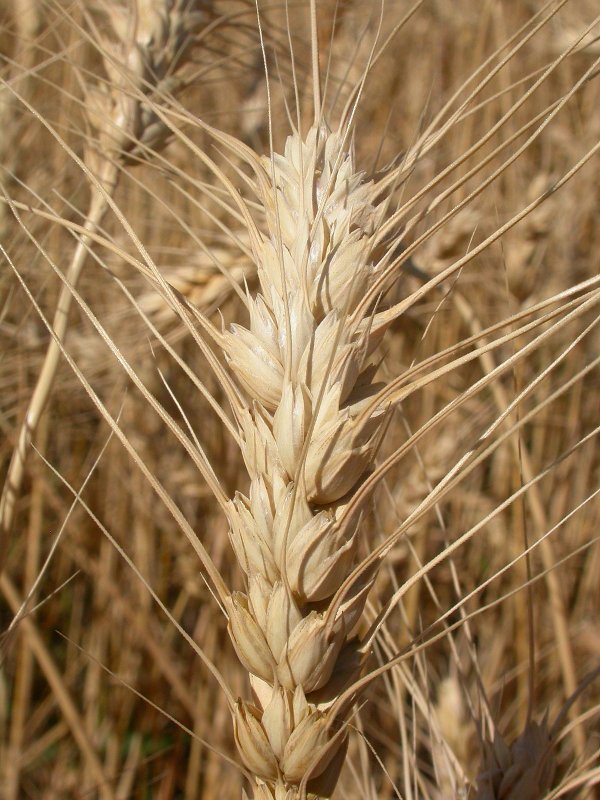 Triticum aestivum