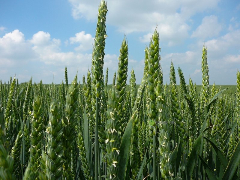 Озимая пшеница – Triticum aestivum