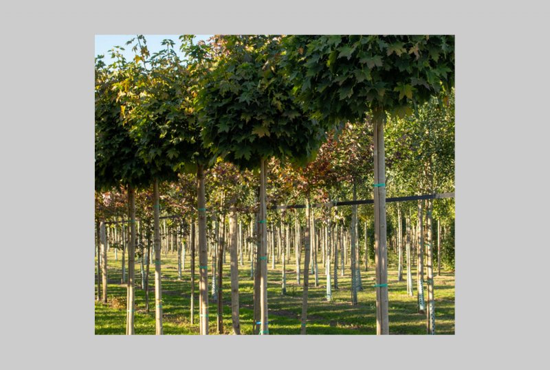 Клен остролистный `Глобозум`, Acer platanoides `globosum`
