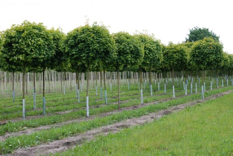Acer platanoides globosum клен