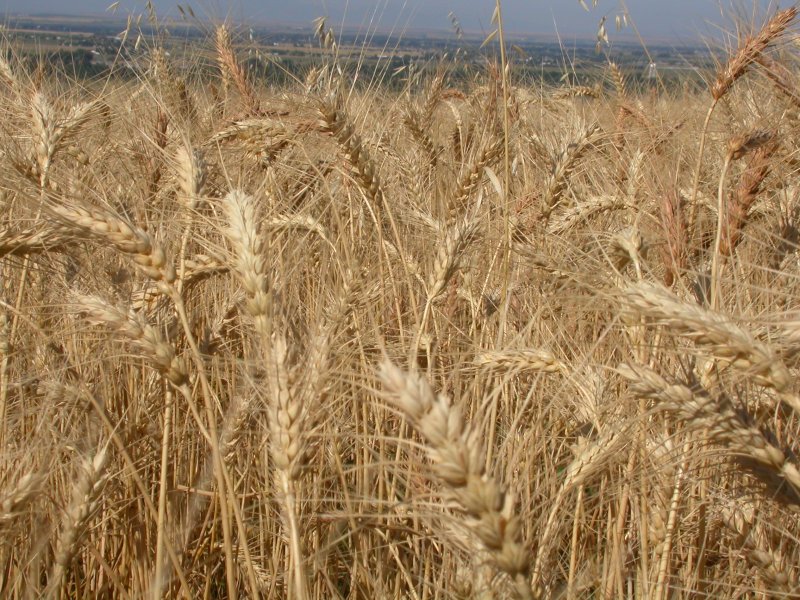 Triticum aestivum зерно