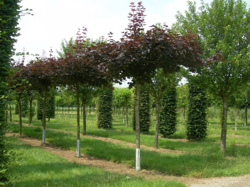 Клен остролистный `Глобозум`, Acer platanoides `globosum`