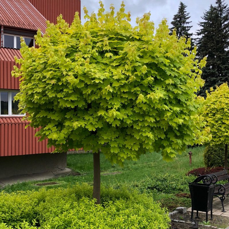 Клен остролистный globosum