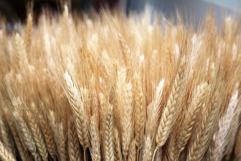 Пшеница мягкая — Triticum aestivum l