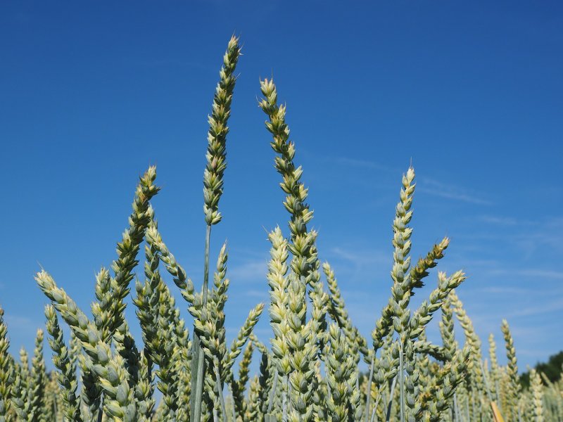 Пшеница мягкая — Triticum aestivum l